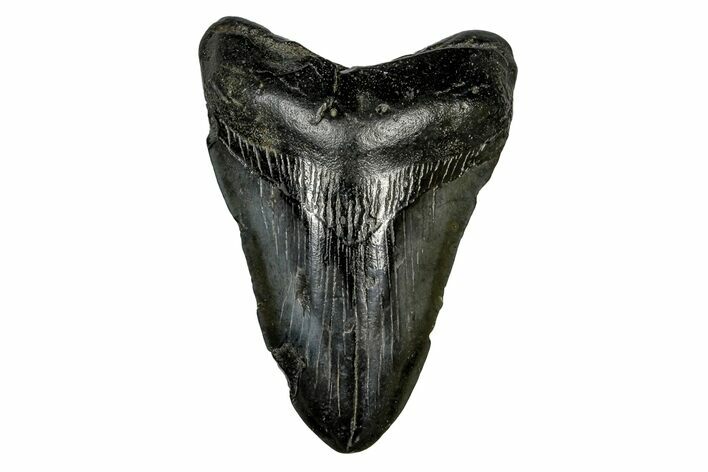 Fossil Megalodon Tooth - South Carolina #169209